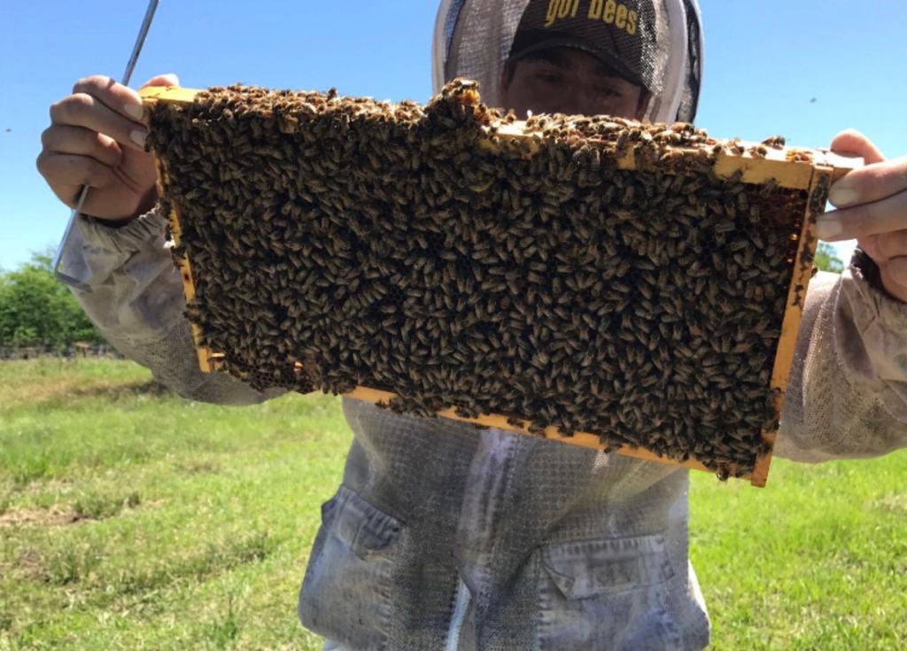 Tutorial: Beekeeping Plans, Supplies & Ideas